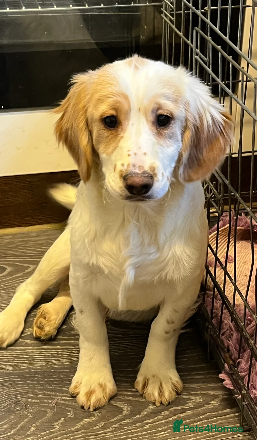 Cocker Spaniel dogs for sale: Working Cocker Spaniels - Advert 7