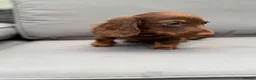 Dachshund dogs for sale: 1  Miniature long hair dachshund puppy left  - Advert 5