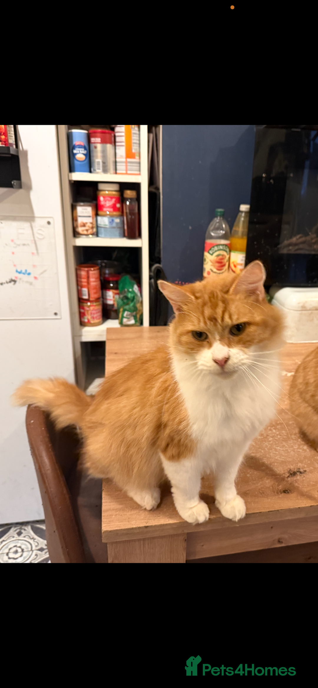 British Longhair cats for sale: Nobby - Advert 4