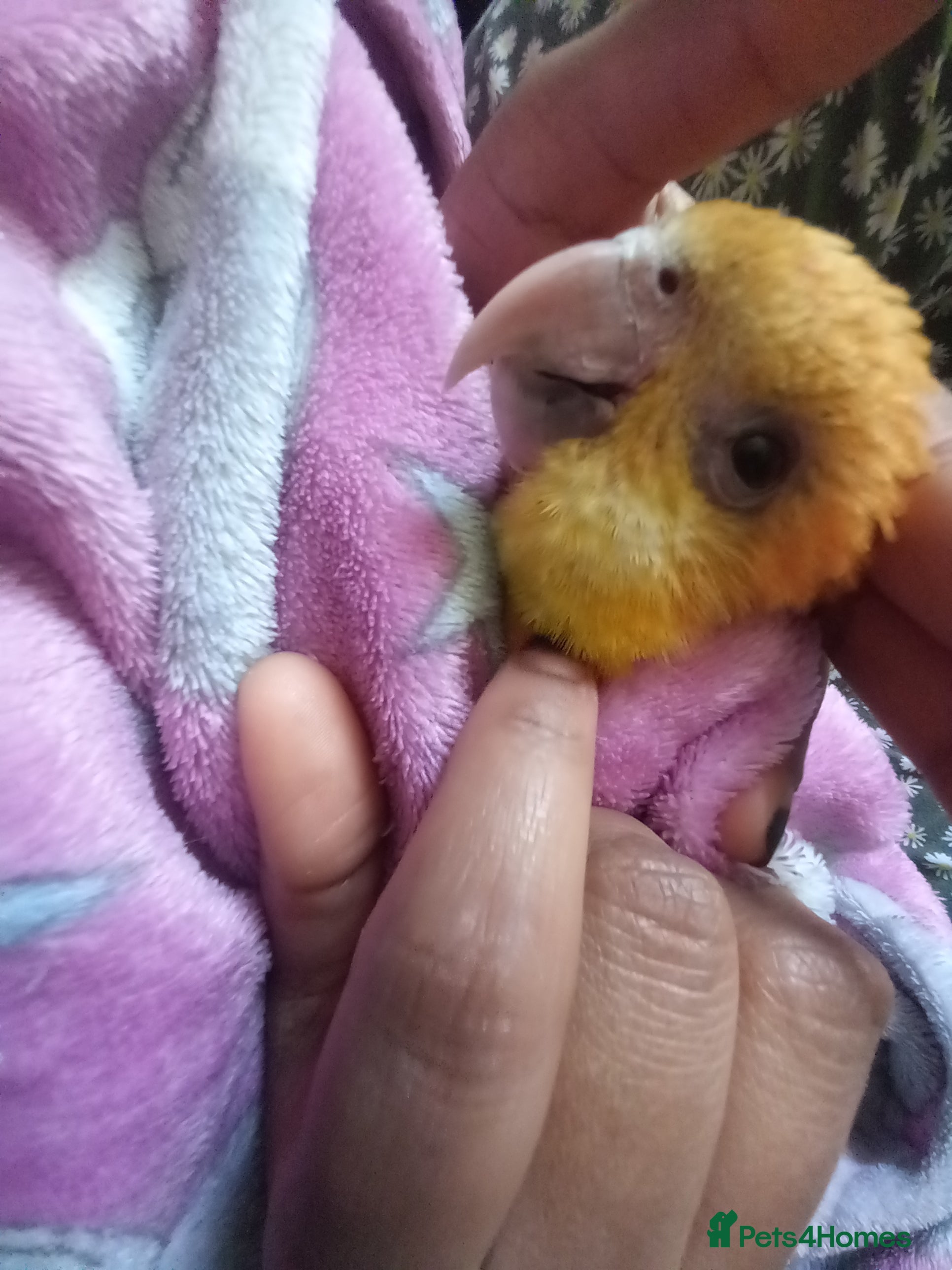 Parrots birds Super tamed caique  - Advert 1