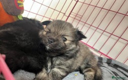 Pomchi dogs for sale: 3 pomchis looking for there forever homes 🐶 - Image 5