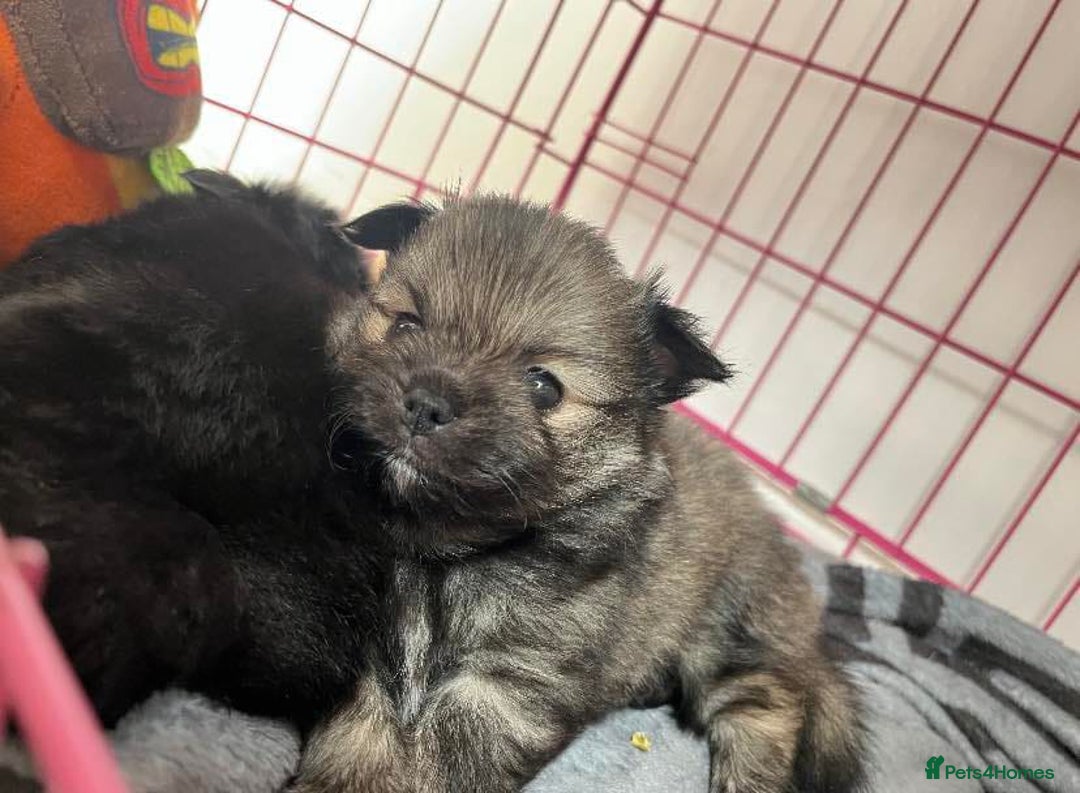 Pomchi dogs for sale: 3 pomchis looking for there forever homes 🐶 - Image 5