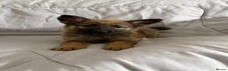 German Shepherd dogs for sale: German shepherd puppies in Fakenham - Advert 2