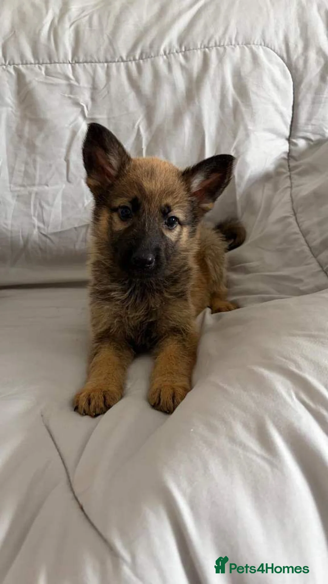 German Shepherd dogs for sale: German shepherd puppies in Fakenham - Advert 2