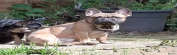 French Bulldog dogs for sale: Two male French Bulldogs, 2 years old. in Runcorn - Advert 4