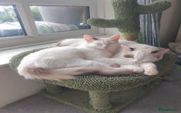 Ragdoll cats for sale: Ragdoll kittens  - Image 3