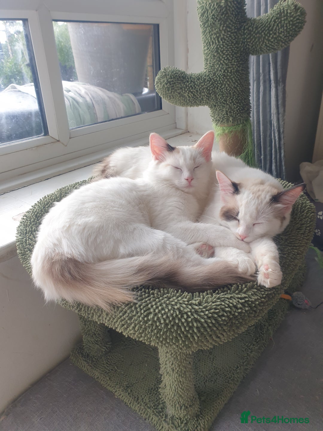Ragdoll cats for sale: Ragdoll kittens  - Image 3