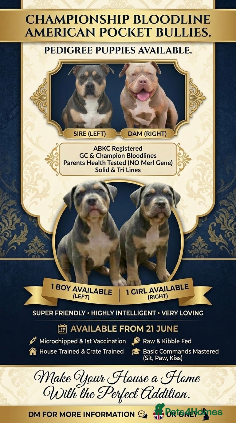 American Bully dogs American pocket bullies  - Advert 19