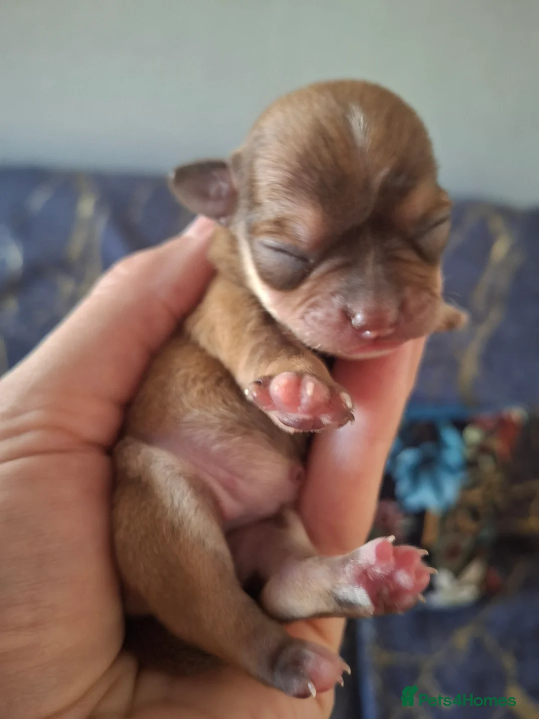 Chihuahua dogs for sale: Chihuahua  - Advert 7