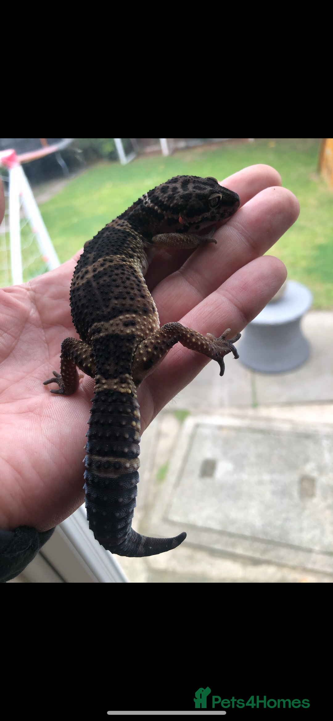 Leopard Gecko reptiles for sale: 3 x pure black night leopard geckos - Advert 12