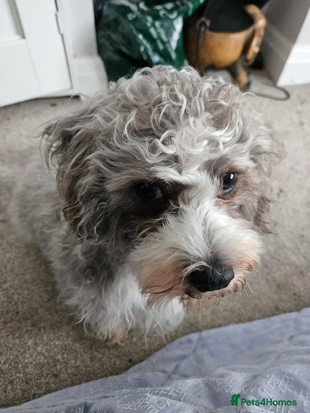 Shihpoo dogs for sale: Shiphoo puppies in Devon in Exmouth - Advert 2