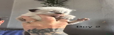 Ragdoll 2