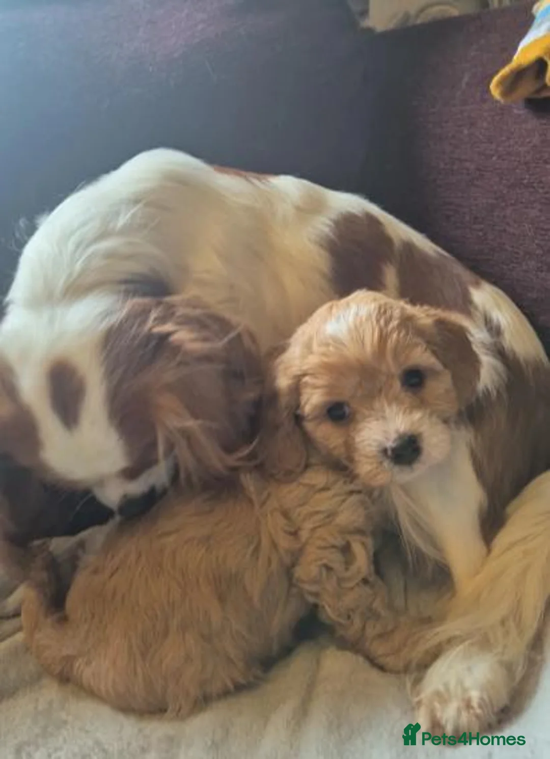 Cavapoo dogs for sale: Beautiful Cavapoo Puppies Looking for Homes in Stockport - Advert 1
