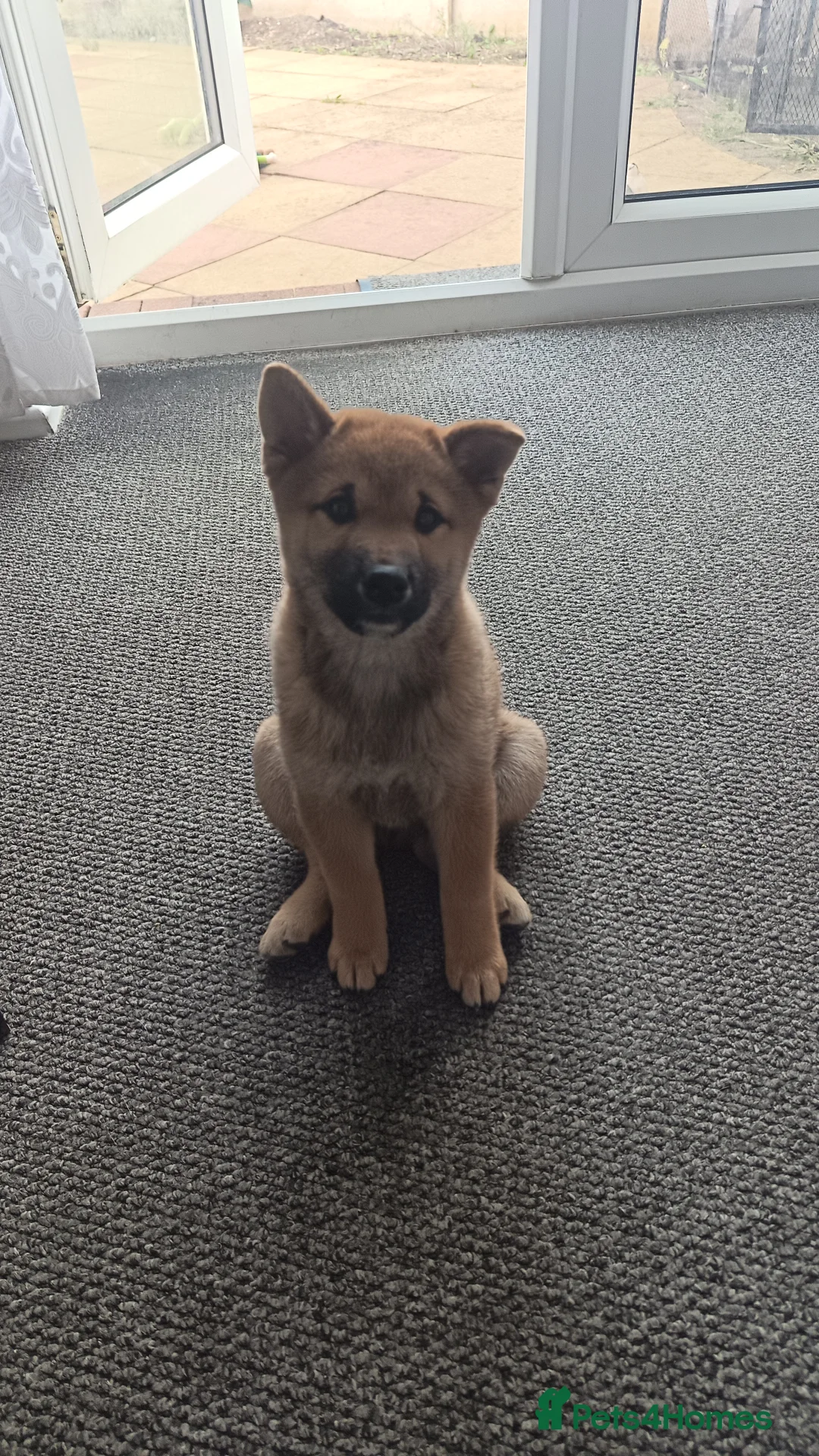 Japanese Shiba Inu dogs for sale: Japan Shiba Inu - Advert 2