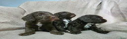 Cockapoo dogs for sale: F1 Chocolate Cockapoos. DNA Health Tested - Advert 23