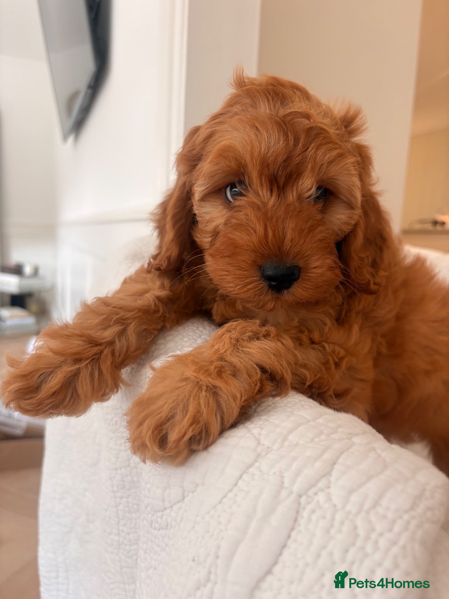 Cavapoo dogs LICENSED BREEDER HEALTH TESTED CAVAPOOS - Advert 1