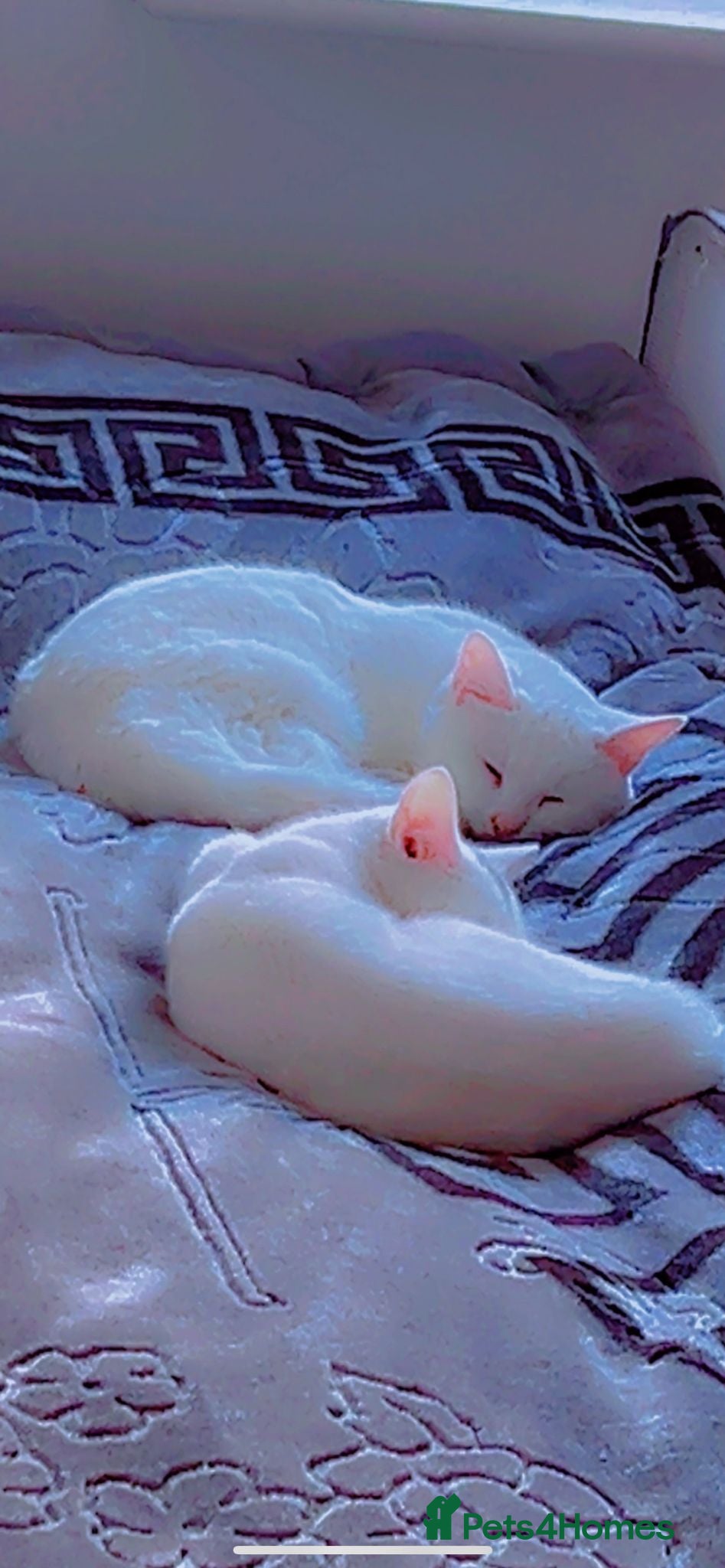 Russian Blue cats This is one white buetiful cat it is friendly  - Advert 3