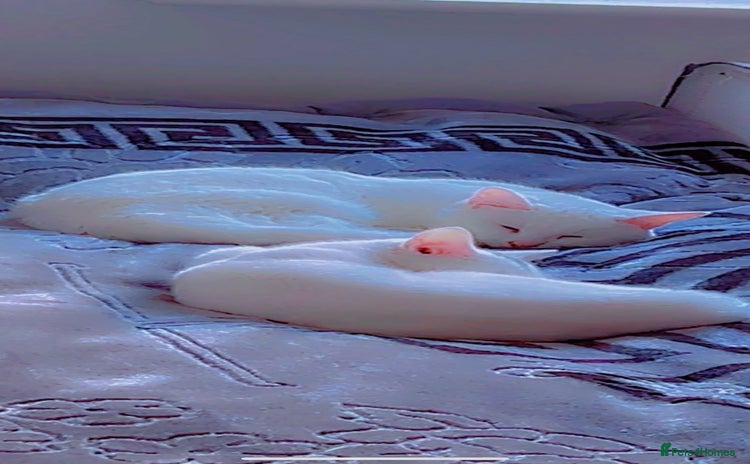 Russian Blue cats This is one white buetiful cat it is friendly  - Advert 9