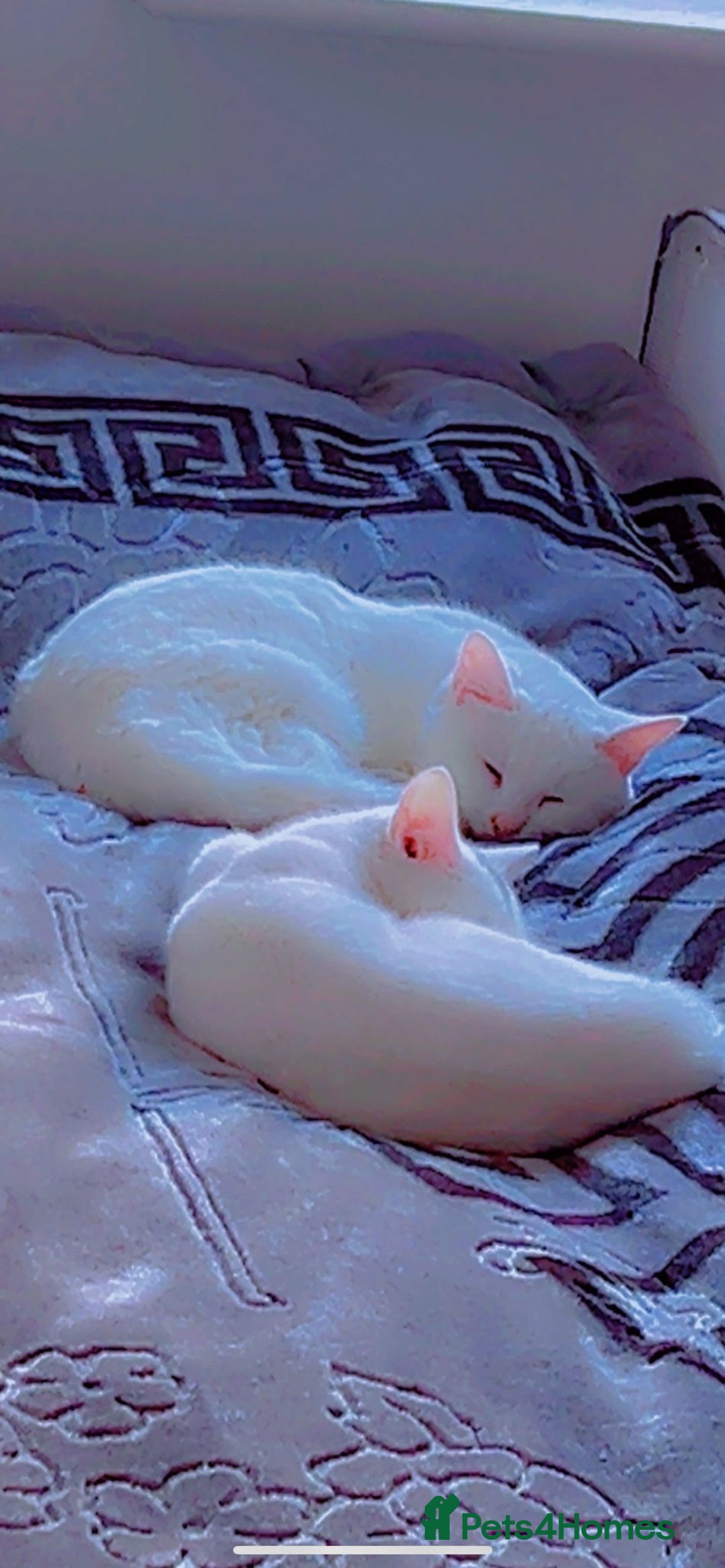 Russian Blue cats for sale: This is one white buetiful cat it is friendly  - Advert 1