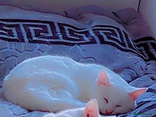 Russian Blue cats This is one white buetiful cat it is friendly - Advert 1