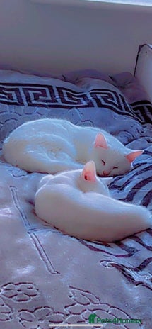 Russian Blue cats This is one white buetiful cat it is friendly - Advert 1