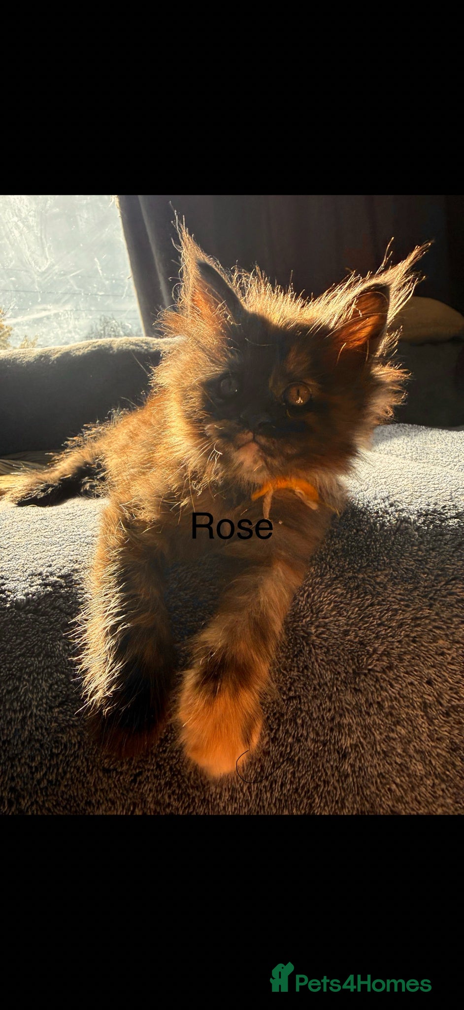Maine Coon cats Full Maine coon born 14th feb kittens  - Advert 1
