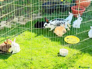 Mixed Breed rabbits Beautiful Bunnies for sale - Advert 5
