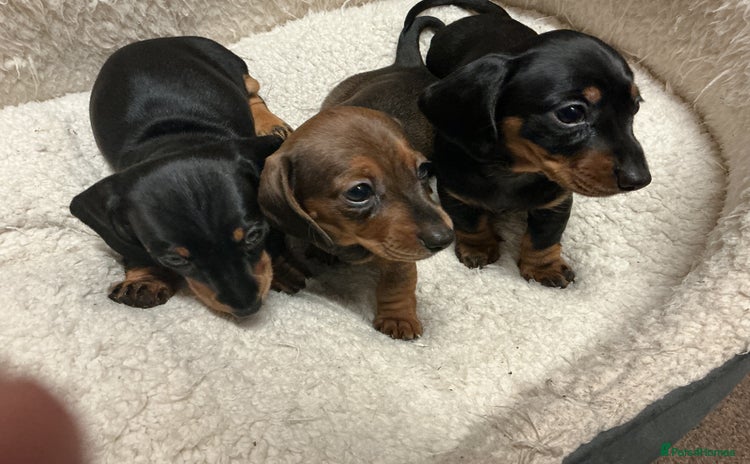 Miniature Dachshund dogs - Advert 7