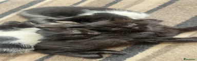 Mixed Breed 1