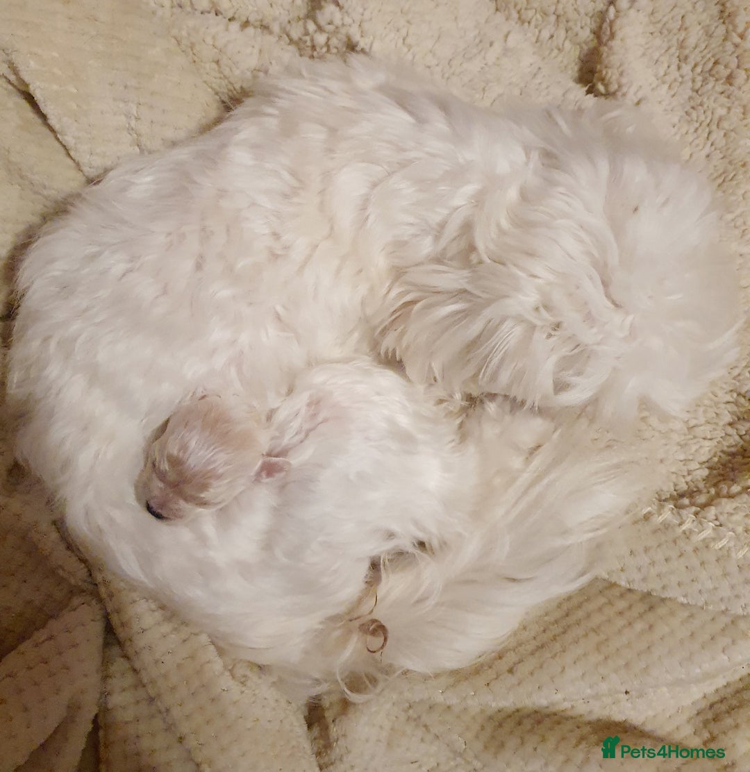 Maltipoo dogs for sale: 🌟💛🌟Precious Biscuit Princess 🌟💛🌟  - Advert 2