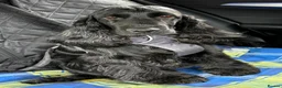 Cocker Spaniel dogs for sale: Health Tested KC Reg Showline Cocker Spaniel Pups - Advert 30