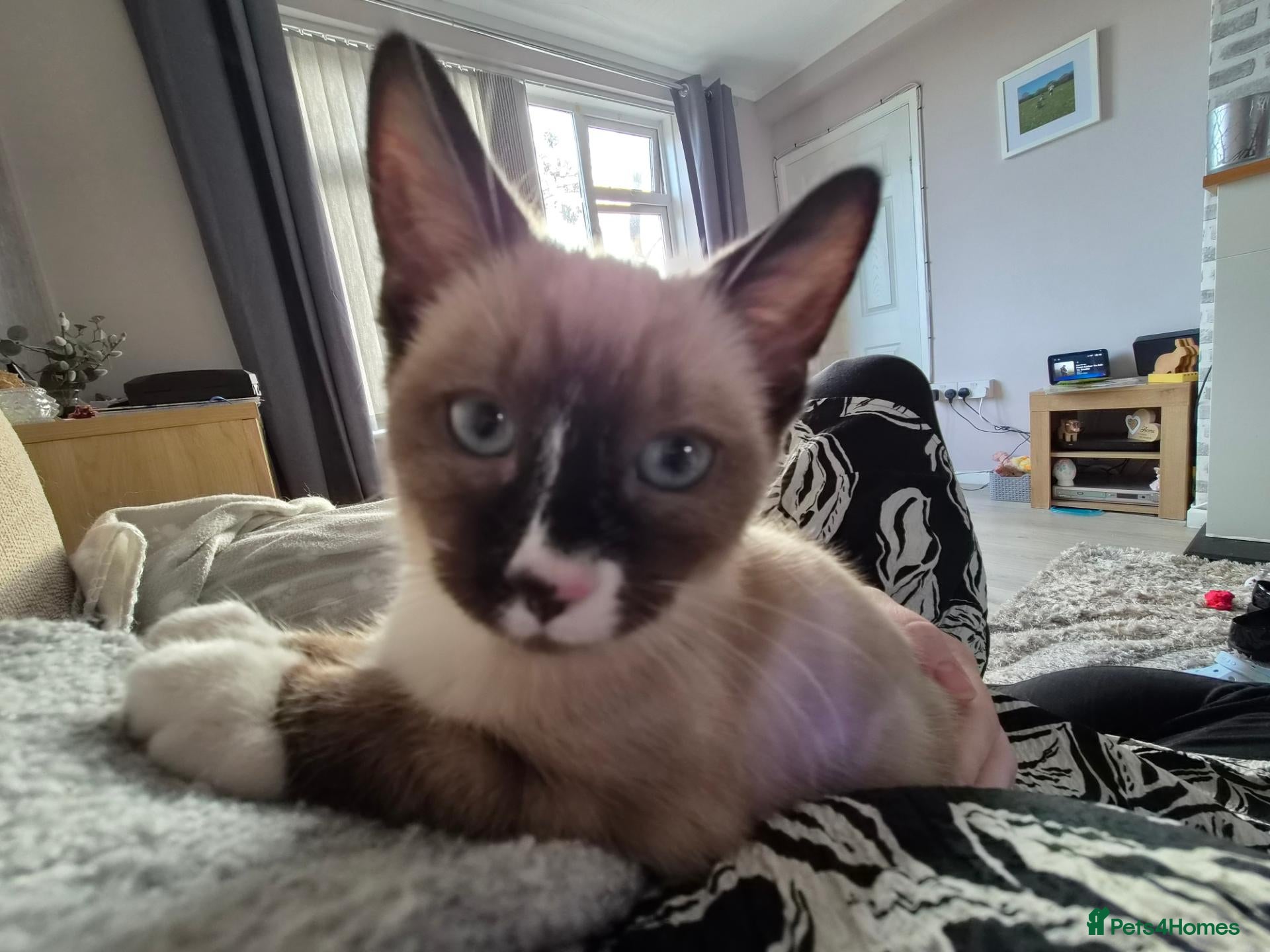 Siamese cats Kitten - Advert 4