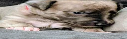 Whippet dogs for sale: The most precious! Kc wippets 🐶 boys & girls   - Advert 30