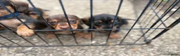 Miniature Dachshund dogs for sale: Miniature Daschunds - Advert 23