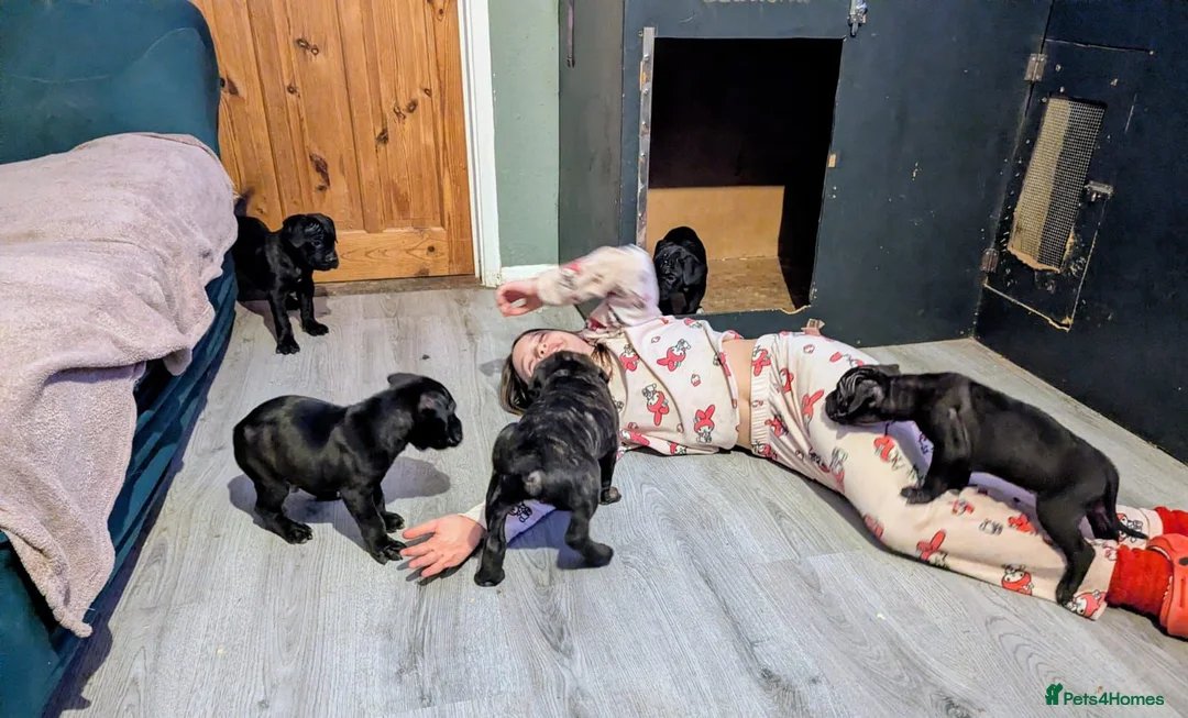 Cane Corso dogs for sale: 🐾 6 Cane Corso Puppies Ready Soon! 🐾 in Canterbury - Advert 1