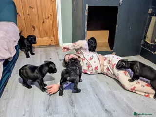 Cane Corso dogs 🐾 6 Cane Corso Puppies Ready Soon! 🐾 - Advert 14