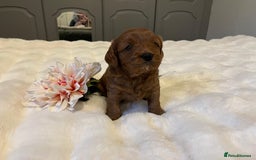 Cavapoo dogs for sale: ✨ Dark Red Cavapoo Puppies ✨** - Image 11