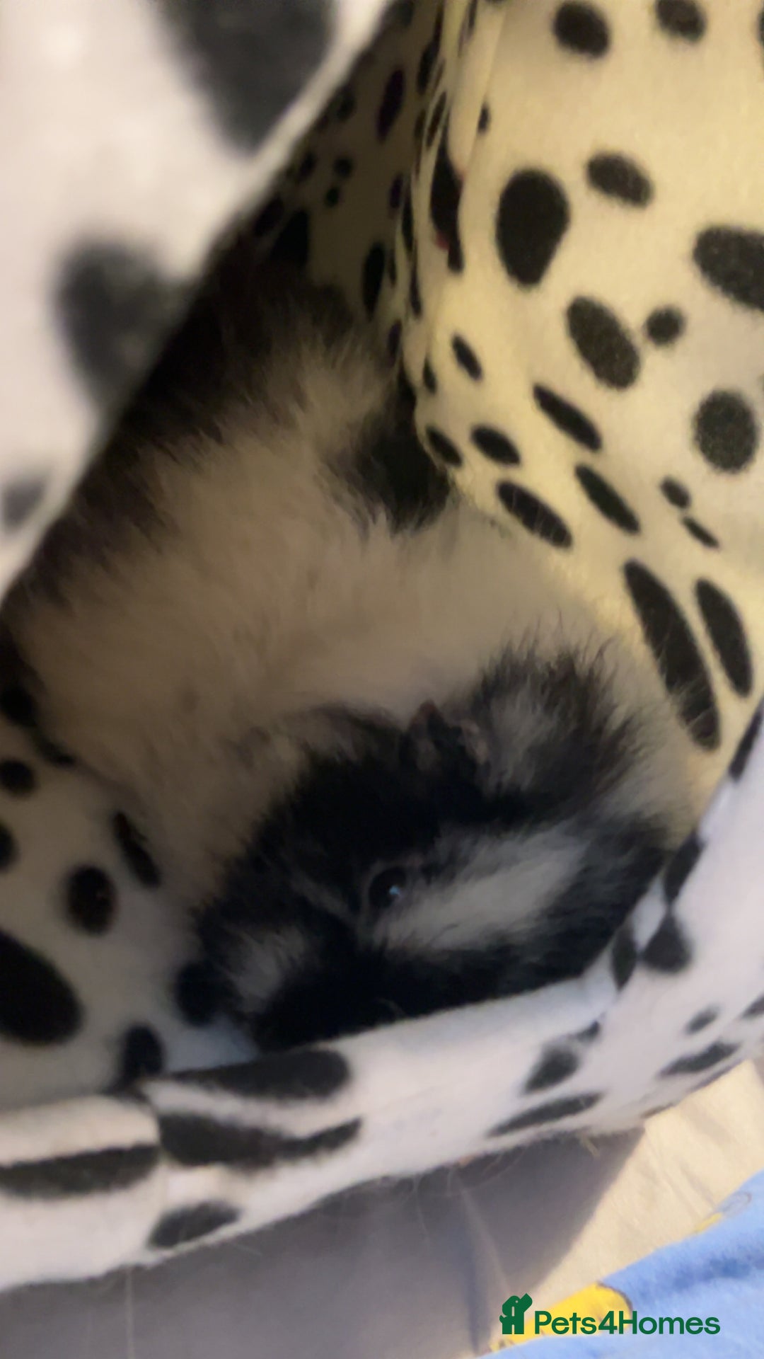 Guinea Pig rodents for sale: Oreo and ginger snaps and digestive  - Advert 3