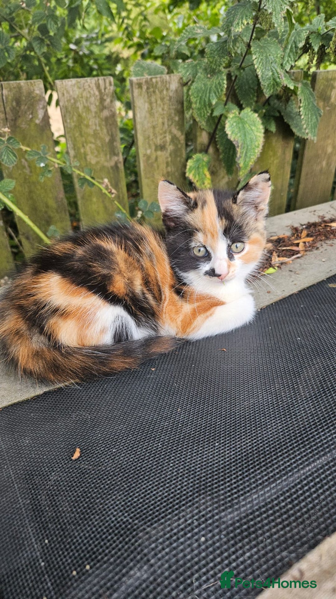 Domestic Shorthair cats for sale: 3 beautiful kittens - Image 5
