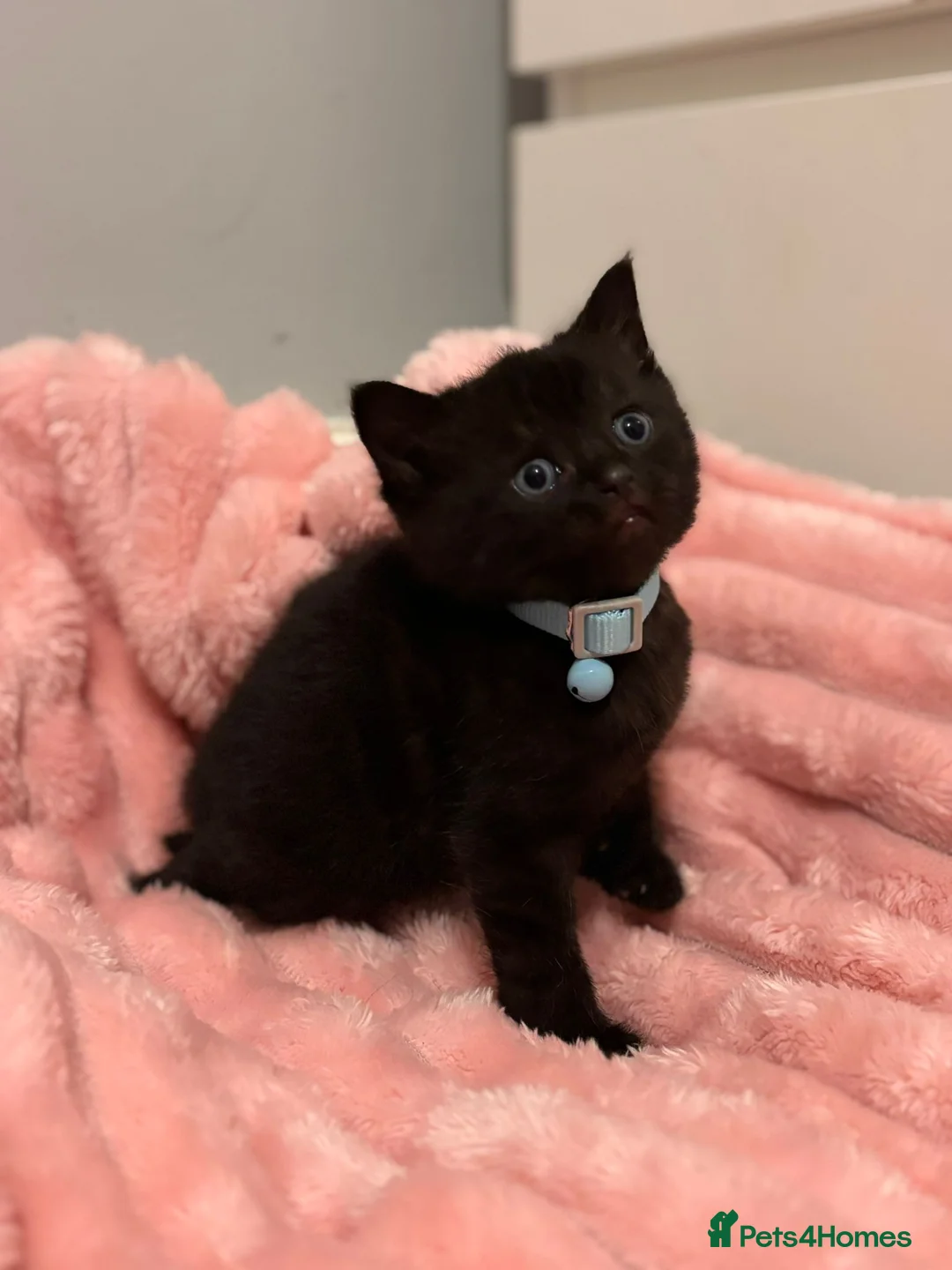 Scottish Fold cats for sale: 2 Black Scottish fold kittens  - Advert 4