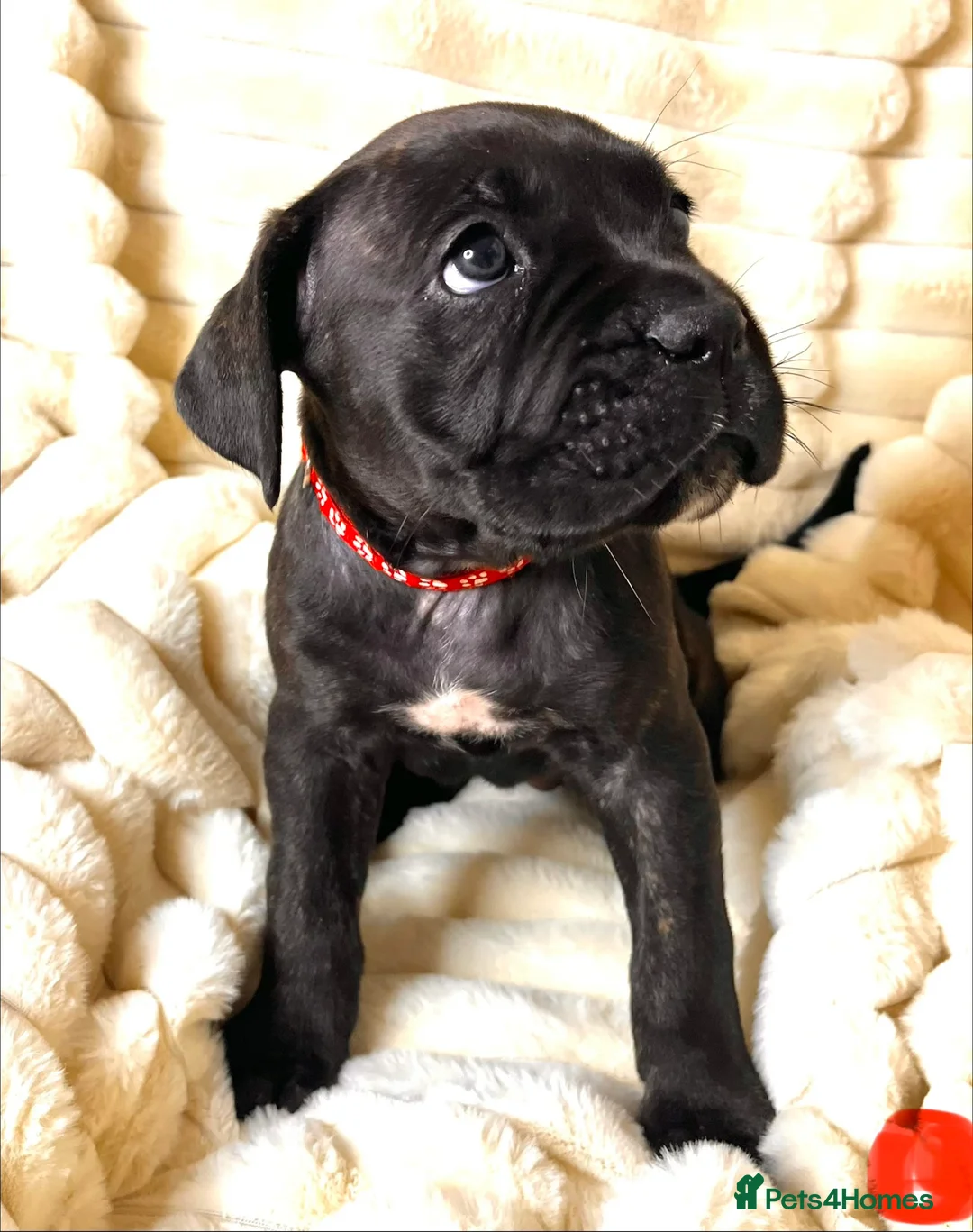 Cane Corso dogs for sale: Cane Corso Puppies  - Advert 35