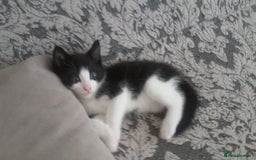 Mixed Breed cats for sale: Adorable kittens looking for caring homes  - Image 6