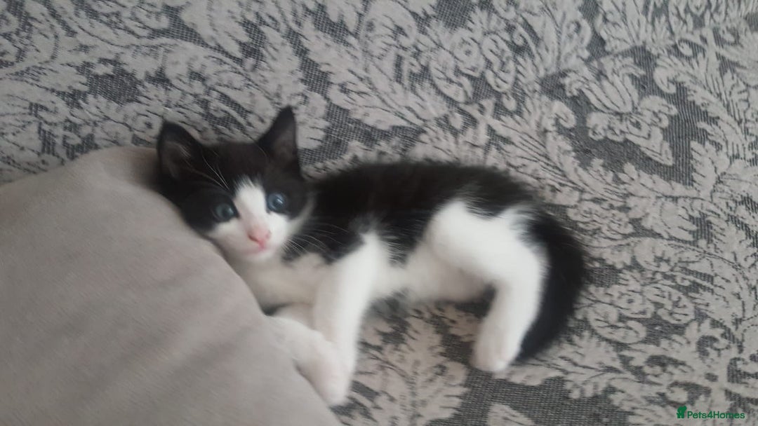 Mixed Breed cats for sale: Adorable kittens looking for caring homes  - Image 6