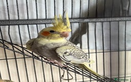 Cockatiels birds for sale: 4 month old male cockatiel  - Image 6