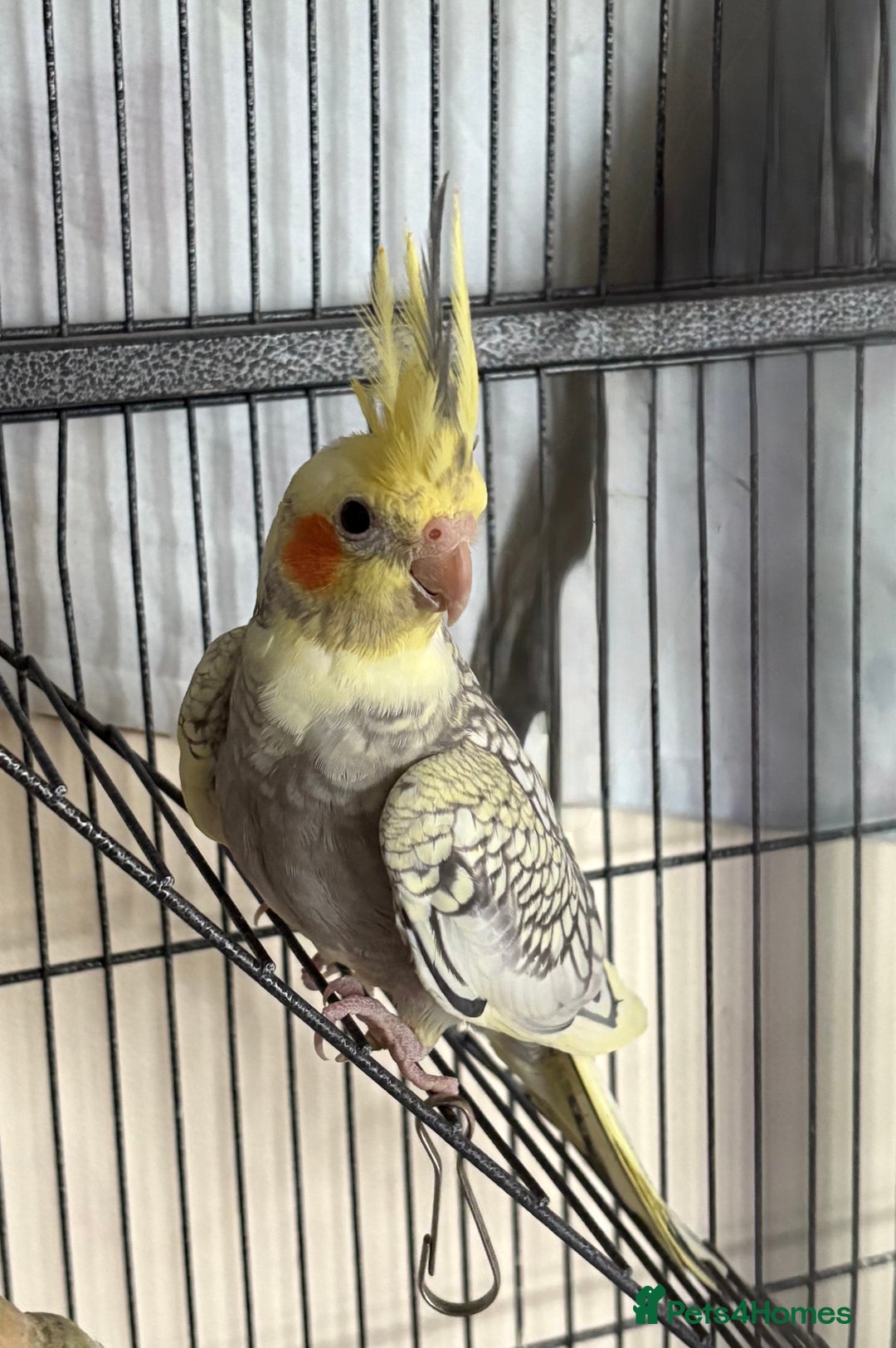 Cockatiels birds for sale: 4 month old male cockatiel  - Image 6