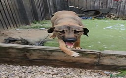 Mixed Breed dogs for adoption: Foster is 10 months old  - Image 2