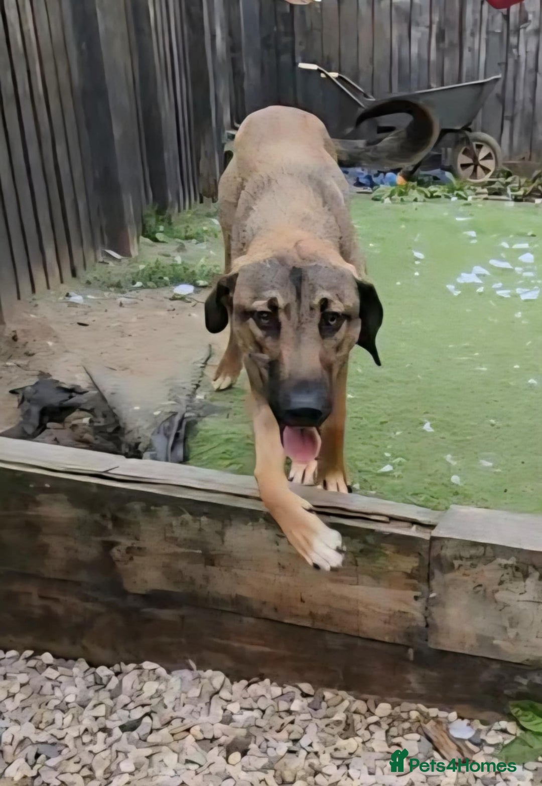 Mixed Breed dogs for adoption: Foster is 10 months old  - Image 2
