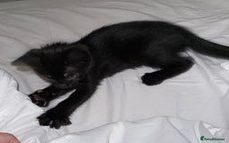 Mixed Breed cats for sale: Beautiful playful female kitten - Image 4
