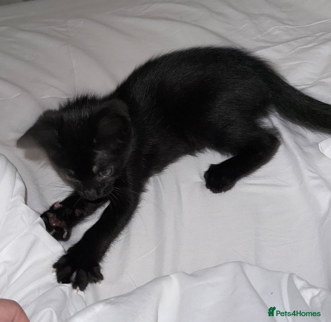 Mixed Breed cats for sale: Beautiful playful female kitten - Image 4