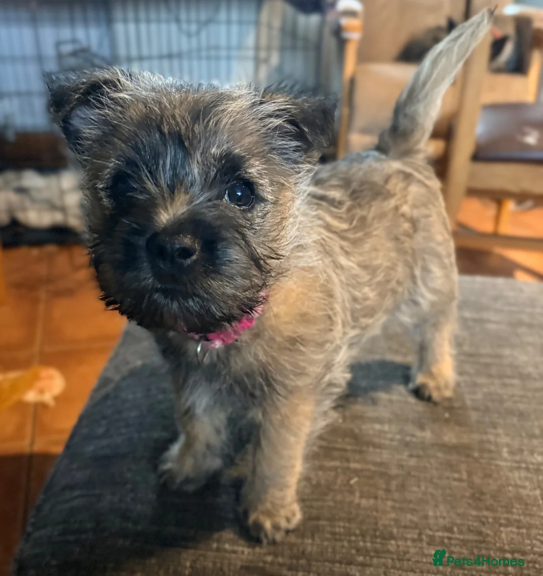 Cairn Terrier dogs for sale: Pedigree Cairn Terrier Male Puppies - Advert 2
